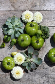 White pompom dahlias, green tomatoes and houseleeks on wooden surface
