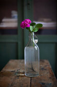 Pinkfarbene Rose in Bügelflasche auf Holztisch
