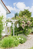 Climbing rose on pergola