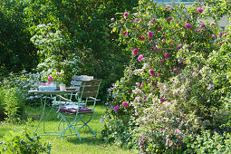 A Set table on the bed with English rose 'Gertrude Jekyll' and weigela