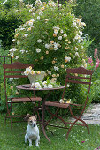 Seating group made of rust-proof iron in front of rambler rose 'Ghislaine de Feligonde', dog Zula