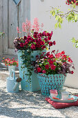 Red plants in turquoise pots: petunia, dipladenia, purple bells, point flowers Hippo 'Red 2020' 'Rose' 'Pink' and pennywort