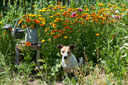Hund Zula sitzt im Beet mit Ringelblumen, Strauß im Krug auf Hocker