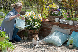 Woman pours basket with daffodils and horned violets, dog Zula