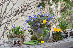 Early spring in planted baking dishes with daffodils, crocus, Balkan anemone, and primrose