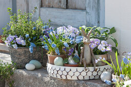 Easter decoration with grape hyacinths, horned violets 'Rocky Lavender Blush', fragrant violets, sage, and oregano