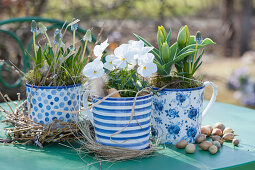 Frühlings-Arrangement mit Traubenhyazinthen, Hornveilchen und Tulpen in blau-weißen Töpfen