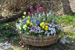 Colorful spring basket in the garden