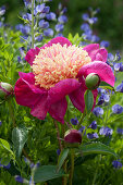 Peony 'Charles Burges' flower