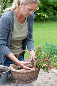 Woman loosens root ball of magic bells before planting