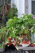 Strawberry plant with fruit in clay pot