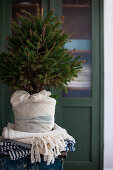 Small Christmas tree in fabric-wrapped pot