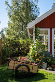 Handwagen mit Apfelernte vorm Gartenhaus im Skandinavischen Stil