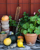 Ornamental squashes, terracotta pots and gardening tools on potting table