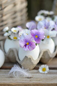Hühnereier als Vase mit Blüten von Gänseblümchen und Hornveilchen