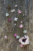 Flowers on wooden board