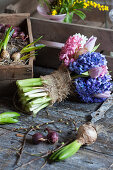 Bunch of blue hyacinths and tulips with burlap ribbon