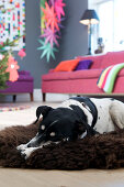 Dog lies on brown sheepskin in the colorful living room