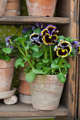 Viola in terracotta pot and collection of plant pots on shelves