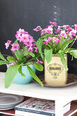 Streptocarpus planted in old tin and blue bowl