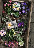 Spring flowers, gift and Easter eggs in a wooden box with wood shavings