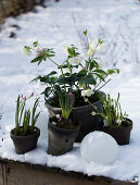 Christrose, Traubenhyazinthe, Hyazinthe und rosa Blaustern im Schnee