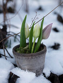 Tontopf mit Tulpen im Schnee