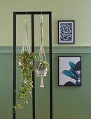 Houseplants in macrame plan holders