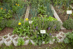 Herbs, flowering plants and vegetables growing in permaculture bed