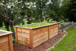 Hochbeet aus Holz mit Salat im Garten