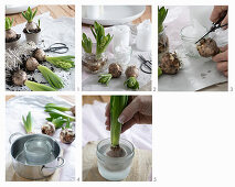 Instructions for covering hyacinth bulbs with wax