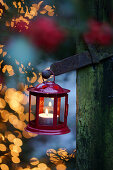 Red candle lantern in garden