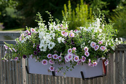 Zauberglöckchen 'Pink Morn', Verbene Vepita 'Up White' und Elfensporn Breezee Plus 'White' im Balkonkasten