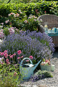 Korbsessel am Beet mit Lavendel, persischer Rose und Scheinsonnenhut