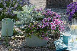 Verbena Vepita 'Amethyst Kiss', white felted ragwort and pink blooming snowflake flower in a zinc tub