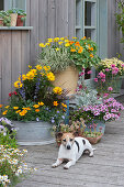 Colourful summer terrace with perennials and summer flowers, dog Zula