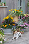 Bunte Sommerterrasse mit Stauden und Sommerblumen, Hund Zula