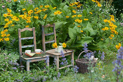 Real alant blooming in the bed, chairs