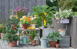 Naschbalkon mit gelber Zucchini 'Soleil', Tomate, Kapuzinerkresse 'Alaska', Sellerie, Grünkohl, Chili, Scheinsonnenhut und Balkonkasten mit Petunie und Elfensporn