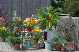 Naschbalkon mit gelber Zucchini 'Soleil', Tomate, Kapuzinerkresse 'Alaska', Sellerie, Grünkohl und Chili in Töpfen