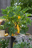 Yellow zucchini 'Soleil' in a pot
