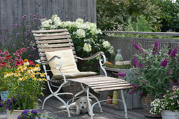 Balkon mit Sonnenhut Conetto 'Banana' 'Raspberry' 'Butterfly Kisses', Strauchhortensie, Eisenkraut, Sommerflieder, Liegestuhl und Hund Hera