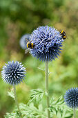 Bumblebees on flower of ball thistle