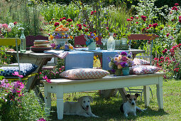 Cake stand with colourful flowers and apricots as table decoration, dogs lie in the shade under the bench