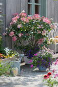 Panicle hydrangea 'Diamond Rouge', magic bell, elf mirror and hanging geranium