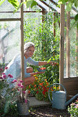 Tomato and nasturtium in the greenhouse, woman is harvesting