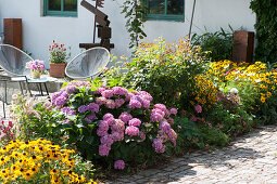 Terrassenbeet mit Sonnenhut 'Goldsturm' und Hortensie