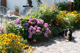 Terrassenbeet mit Sonnenhut 'Goldsturm' und Hortensie, Hund liegt am Beet