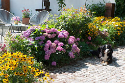 Terrace bed with Coneflower ‘Goldsturm' and hydrangea, dog lies on the bed