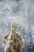 Flounder on ice cubes